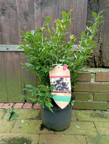 Beispiel Pflanze Hortblue Petite